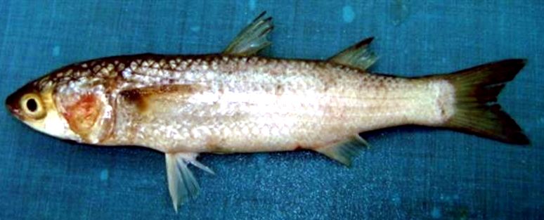 Liza carinata_02.jpg